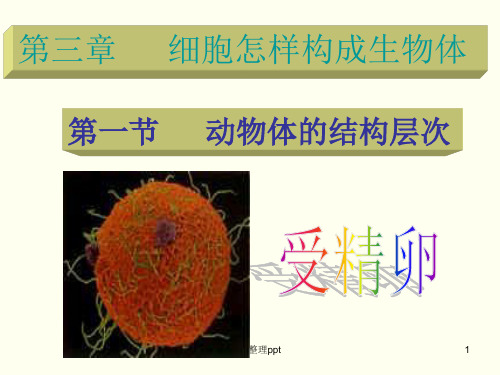 动物体的结构层次ppt课件