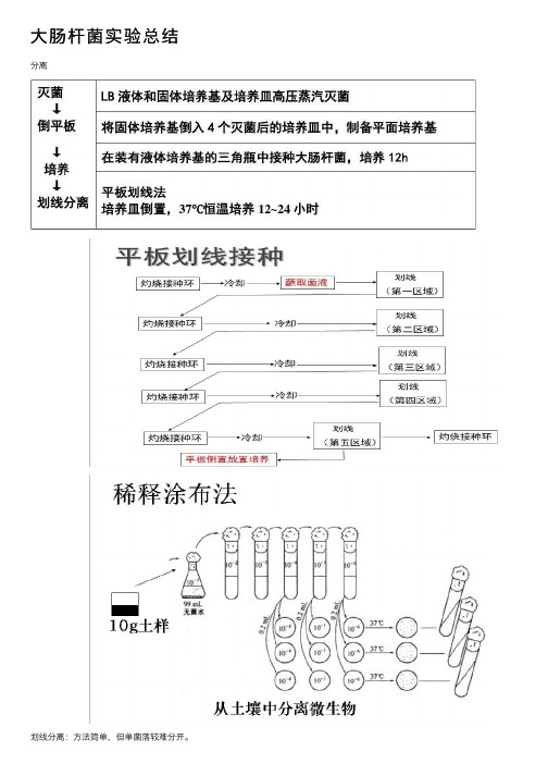 大肠杆菌实验总结