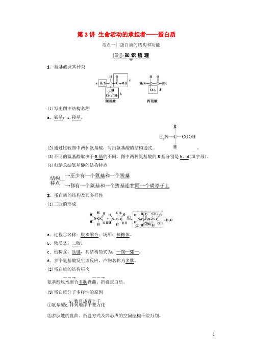 高三生物一轮复习 第1单元 生命活动的承担者蛋白质讲义 新人教版必修1