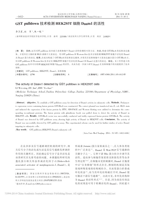 GSTpulldown技术检测HEK293T细胞Daam1的活性_李卫星