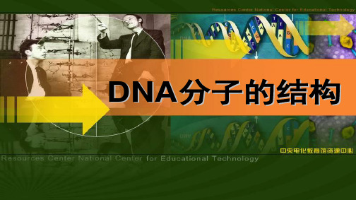 3.2DNA分子的结构课件—人教版高中生物必修二课件(共20张PPT)