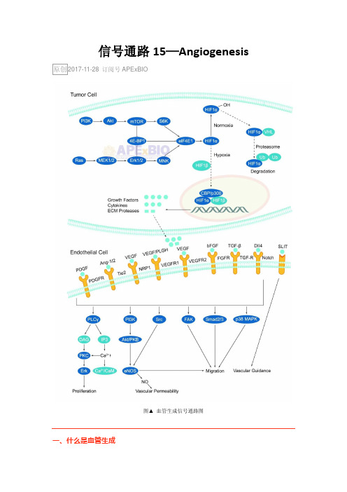 信号通路15—Angiogenesis