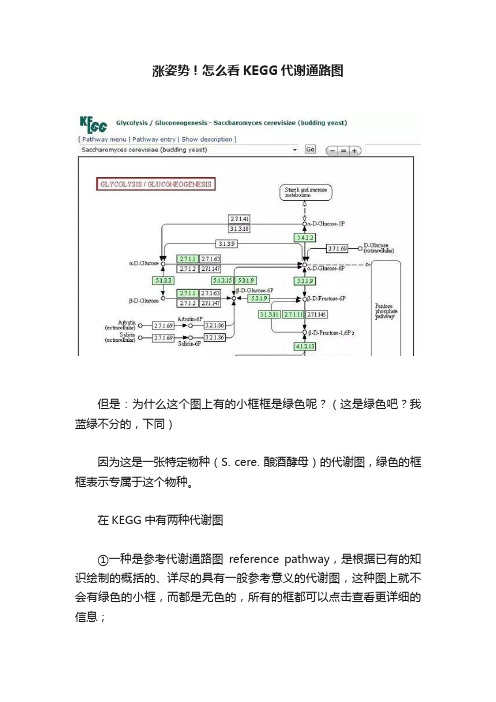 涨姿势！怎么看KEGG代谢通路图