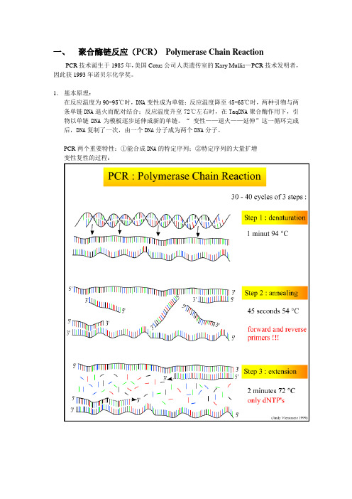 PCR原理及PCR-SSCP