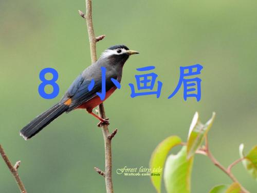 8小画眉