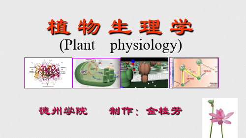 《植物生理学》PPT课件