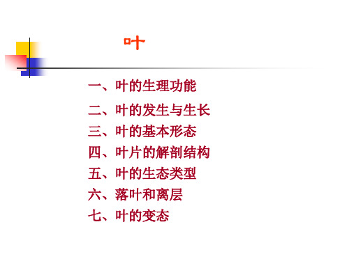 常缨植物学 第五章 叶