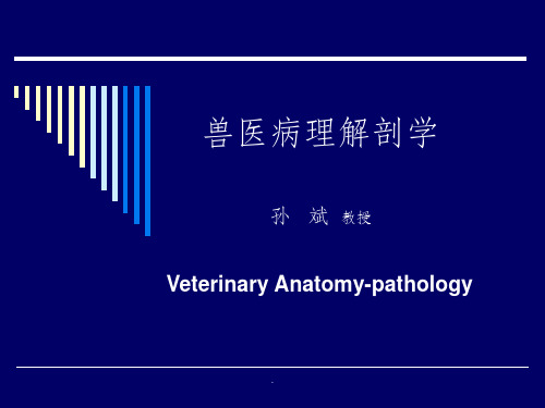 兽医病理解剖学