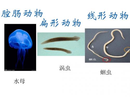 人教版生物八年级上册5.1.3.1软体动物 课件(共21张PPT)