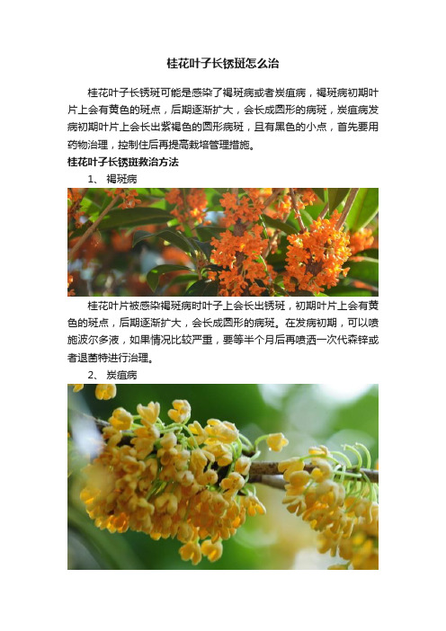 桂花叶子长锈斑怎么治