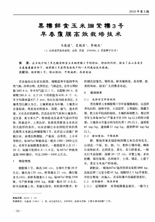 黑糯鲜食玉米烟紫糯3号早春覆膜高效栽培技术