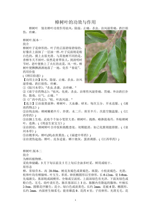 樟树叶的功效与作用