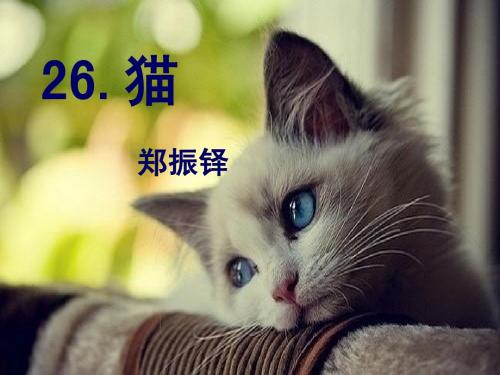 《猫》郑振铎(公开课)