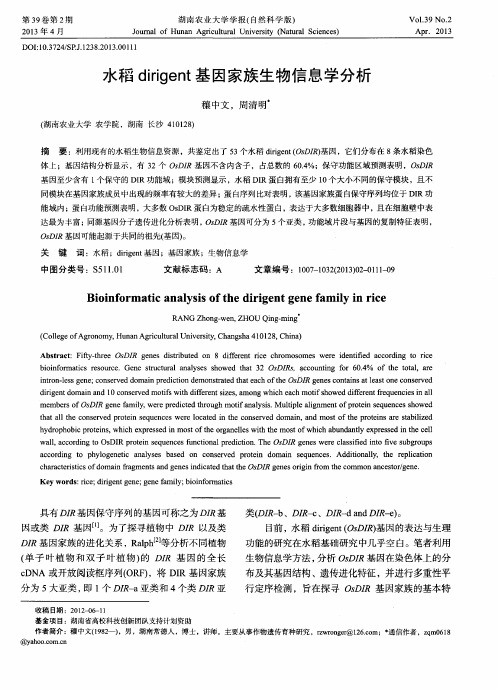 水稻dirigent基因家族生物信息学分析