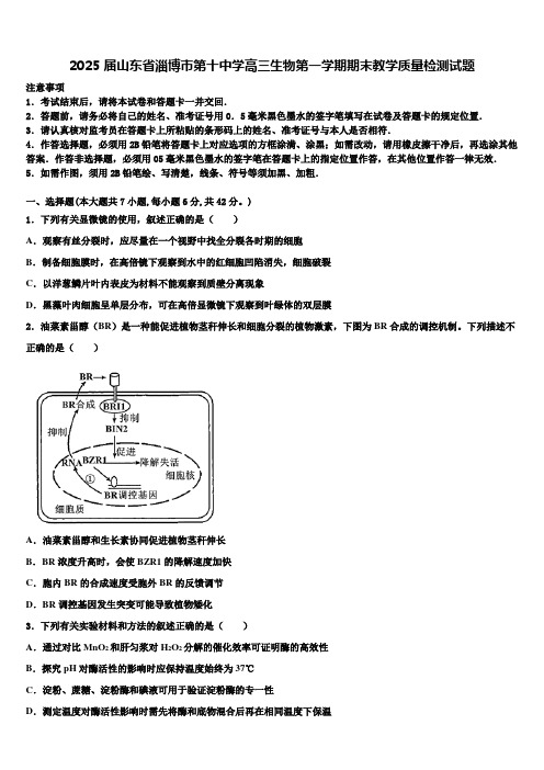 2025届山东省淄博市第十中学高三生物第一学期期末教学质量检测试题含解析