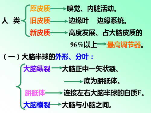 解剖学中枢神经系统笔记大全