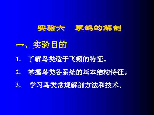 6-家鸽的解剖