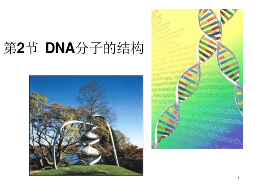 DNA分子的结构(公开课课件)