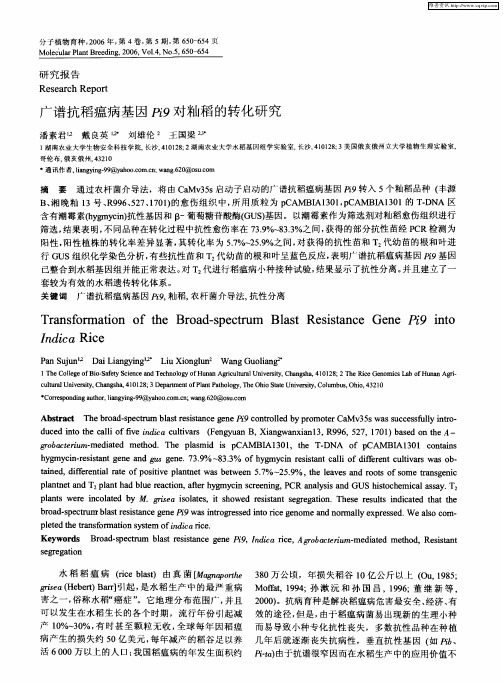 广谱抗稻瘟病基因Pi9对籼稻的转化研究