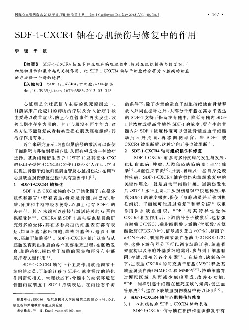 SDF-1-CXCR4轴在心肌损伤与修复中的作用