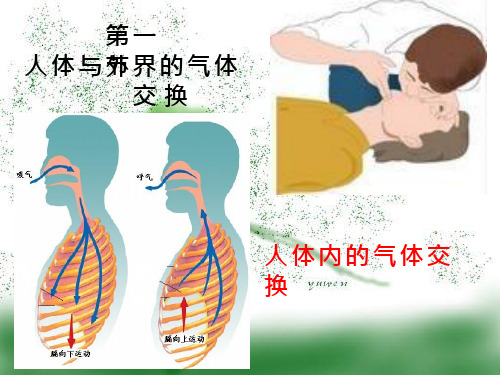 初中生物《人体内的气体交换》教学课件设计