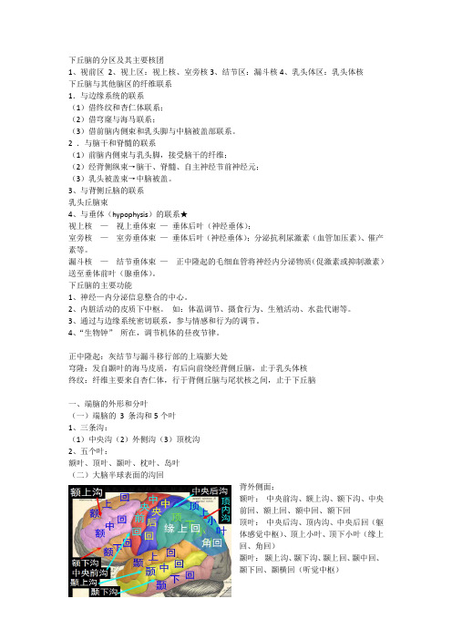 系统解剖学 端脑外形