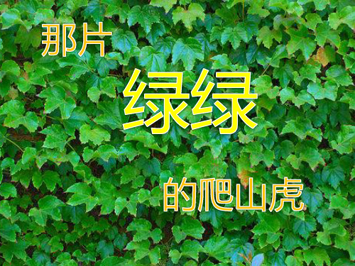 语文四年级上人教新课标26《那片绿绿的爬山虎》课件