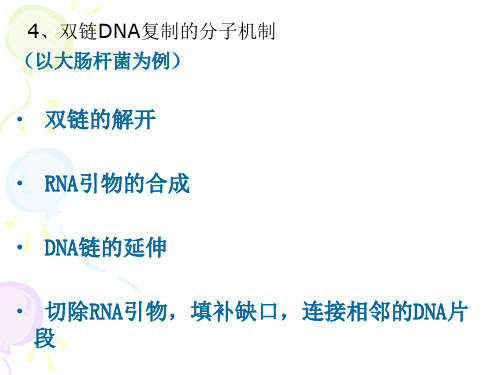 双链DNA复制的分子机制.ppt