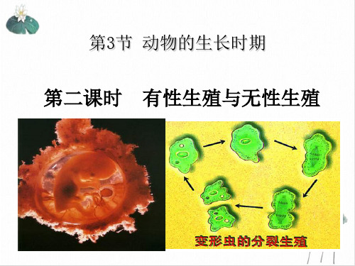 动物的生长期浙教版七级科学下册精品优秀ppt