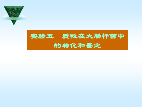 实验五  质粒在大肠杆菌中的转化和鉴定