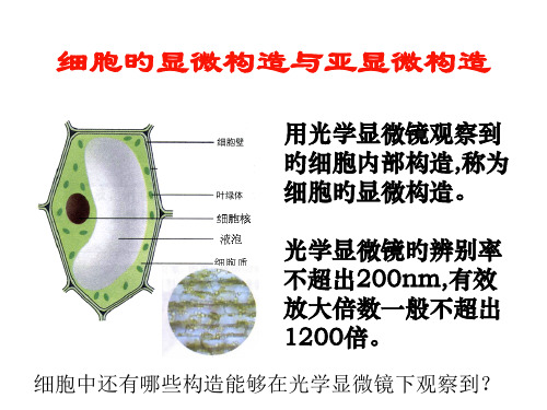 细胞的显微结构和亚显微结构课件