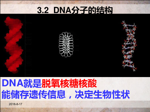 人教版高中生物必修二 3.2 DNA分子的结构 (共14张)