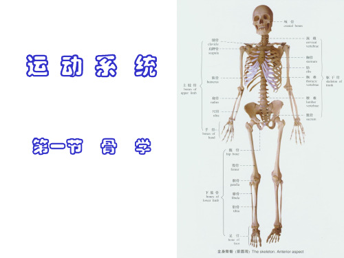 正常人体结构-骨汇总