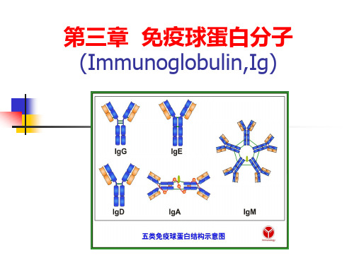 3 免疫球蛋白分子(Immunoglobulin,Ig)