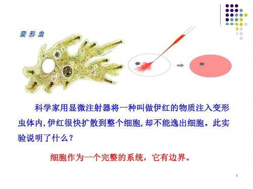 细胞膜——系统的边界ppt45 优秀课件