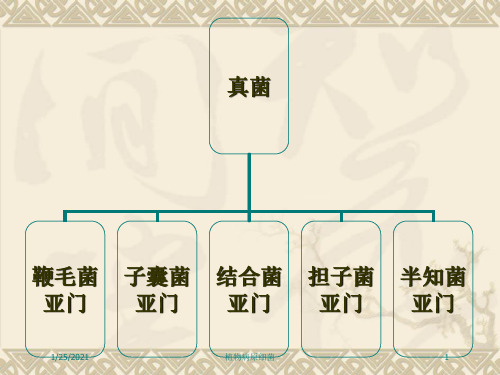 植物病原细菌培训课件