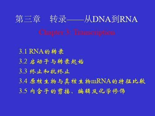 转录——从DNA到RNA