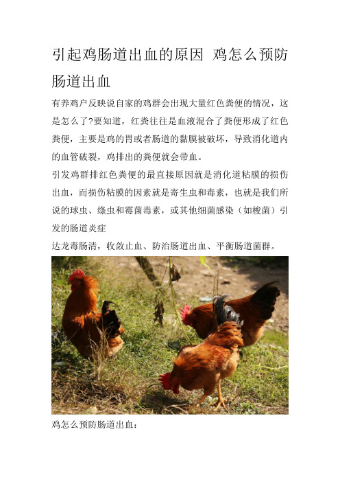 引起鸡肠道出血的原因 鸡怎么预防肠道出血