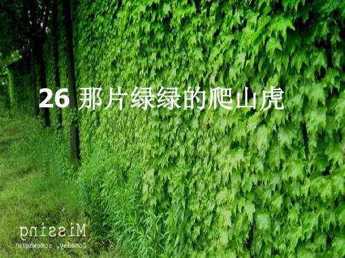 26那片绿绿的爬山虎ppt课件.ppt