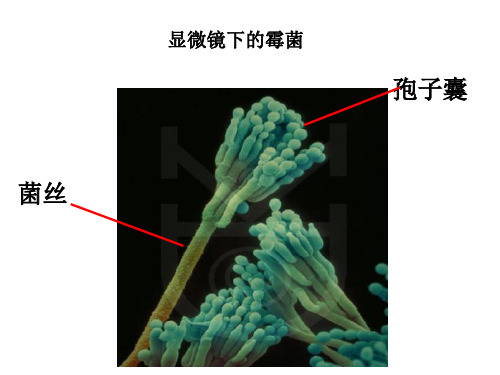 教科版科学四下面包发霉了课件