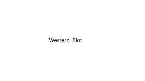 (完整版)westernblot原理及操作