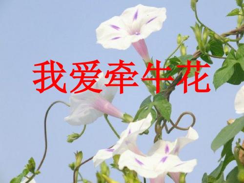 我爱牵牛花1