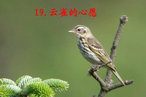 苏教版四年级云雀的心愿正式版课件