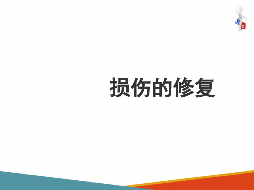 细胞和组织的适应、损伤与修复 损伤的修复(病理学课件)