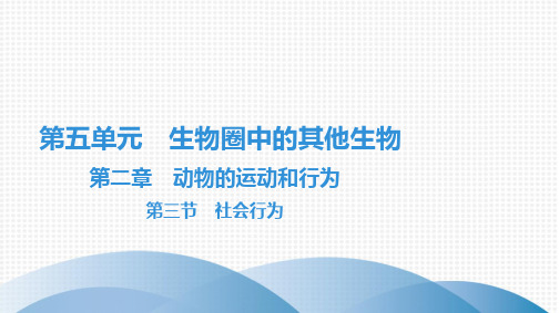 最新人教版八年级上册生物第五单元生物圈中的其他生物第二章动物的运动和行为第三节社会行为