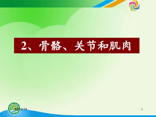 教科版科学四年级上册骨骼关节和肌肉 ppt课件