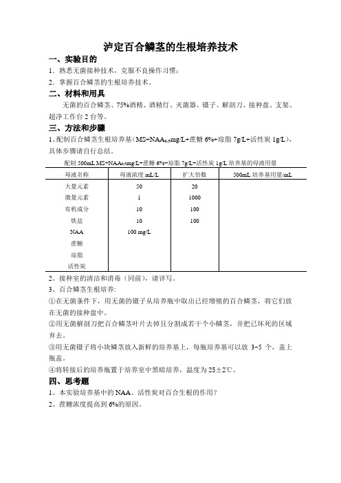 实验五  泸定百合鳞茎的生根培养技术