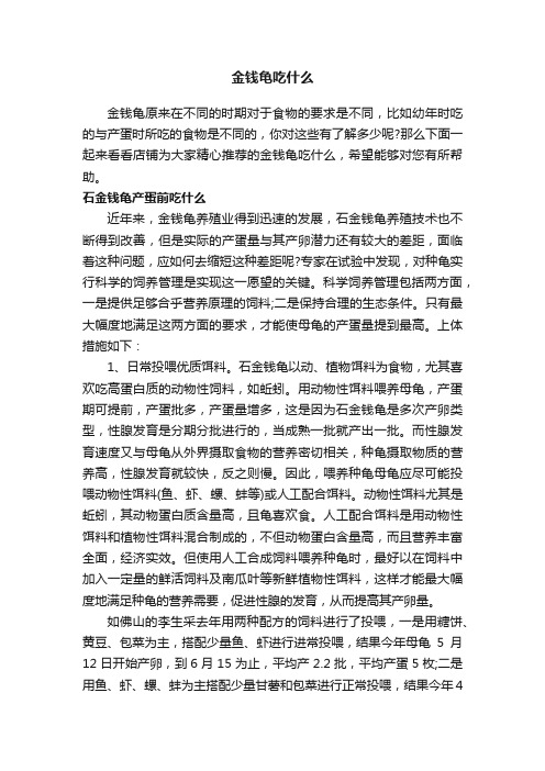 金钱龟吃什么