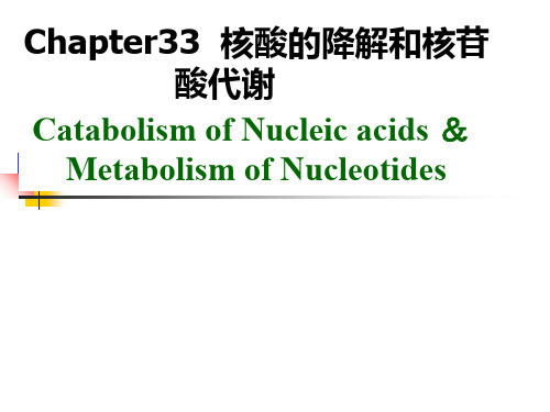 生物化学 第33章  核酸降解和核苷酸代谢