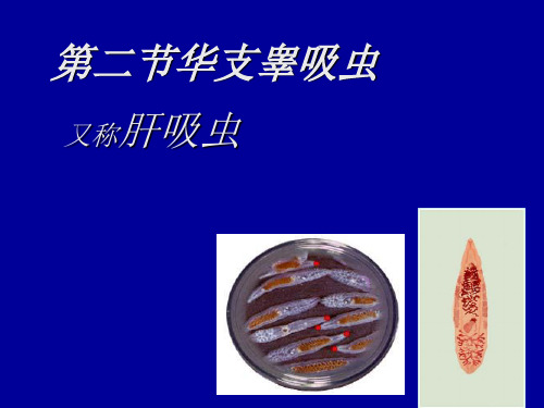 肝吸虫、姜吸虫及肝片吸虫